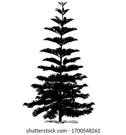 Silhouette evergreen coniferous araucaria diverse (Araucaria heterophylla L., Norfolk pine, Norfolk Island pine, Polynesian pine), black vector image on white background