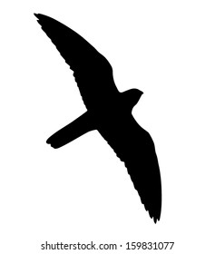 Silhouette of the falcon in flight. Can be used as Falcon (raptor) Silhouette Window Sticker to prevent birds from flying and killing themselves to the building windows. 