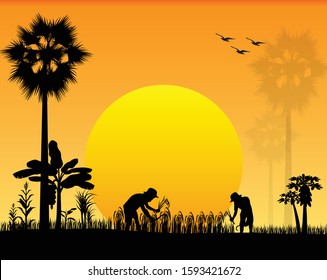 silhouette farmer harvest rice in paddy field vector design