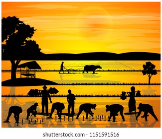 silhouette farmer shape transplant rice seeding, sunlight vector design