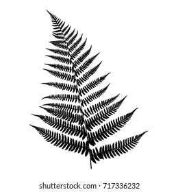 Silhouette of a fern. Black on white background. Vector illustration.