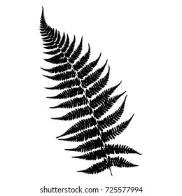 Silhouette of a fern. Black on white background. Vector illustration.