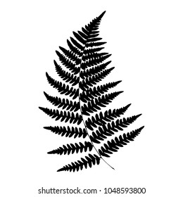 Silhouette of a fern. Isolated. Black on white background. Vector illustration.