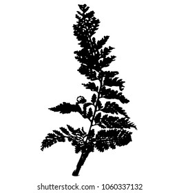 Silhouette. Fern leaf. Isolated Vector Illustration black and white illustration. Background.