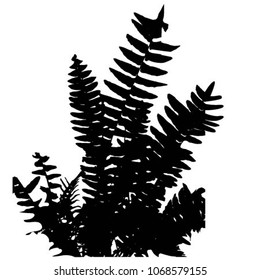 Silhouette. Fern. Vector isolated illustration. Background. Black and white.
