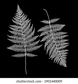 Silhouette of a fern. 
White on black background. Vector illustration.