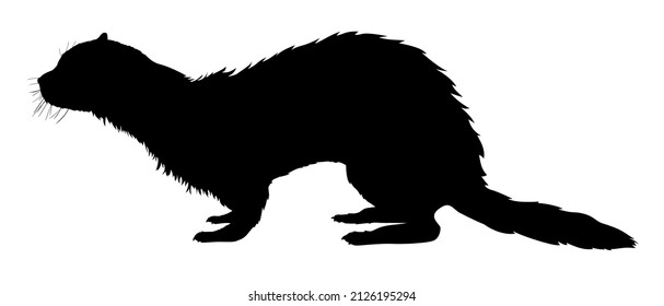 silhouette of a ferret animal vector illustration