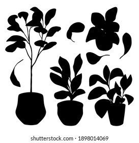 Silhouette de higueras de hojas de fiddle. Colección de ilustraciones vectoriales dibujadas a mano. Formas negras de plantas domésticas aisladas en blanco. Cifras botánicas, elementos de diseño, impresión, decoración, tarjeta, pegatina.