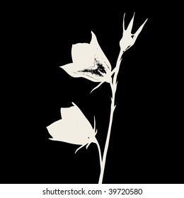 silhouette of the field flower on a black background