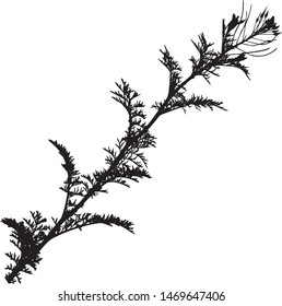 Silhouette of field grass yarrow. Close-up. Grass with small raised leaves and small flowers. young plant. Spring. Medicinal plant. Burian. Elegant branch. Isolated vector illustration Black on white.