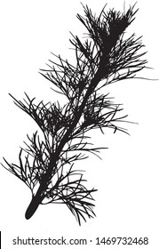 Silhouette of a field plant "Artemisia abrotanum". Close-up. A branch with small gpushistymi leaves. Medicinal plant. Isolated vector illustration. Black on white.