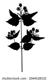 Silhouette of a field plant, a small-flowered galinsoga weed