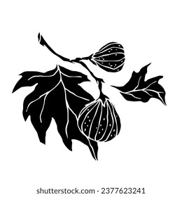 Silhouette of a fig branch with fruits. Vector graphics.
