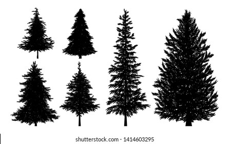 Silhouette of fir or pine trees on white background vector illustration