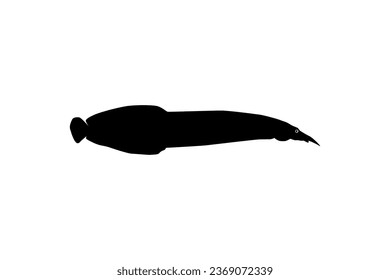 Silhouette of the fire eel (Mastacembelus erythrotaenia) is a relatively large species of spiny eel, can use for art Illustration, logo type, pictogram, website, or graphic design element. Vector 