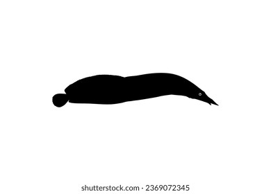 Silhouette of the fire eel (Mastacembelus erythrotaenia) is a relatively large species of spiny eel, can use for art Illustration, logo type, pictogram, website, or graphic design element. Vector 