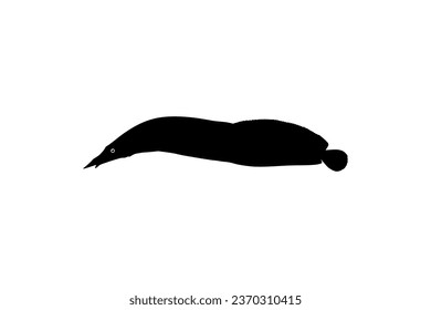 Silhouette of the fire eel (Mastacembelus erythrotaenia) is a relatively large species of spiny eel, can use for art Illustration, logo type, pictogram, website, or graphic design element. Vector 