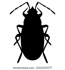 Silhouette of firebug insect. Pyrrhocoris apterus. 