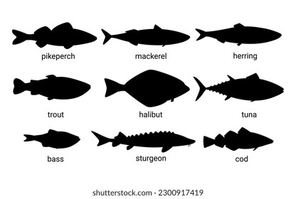 Silhouette fish animal set, guess black shape of animal. Seafood meal, edible. Game for child. Species marine fishes trout, tuna, mackerel, herring, pike perch, halibut, bass, sturgeon, cod. Vector