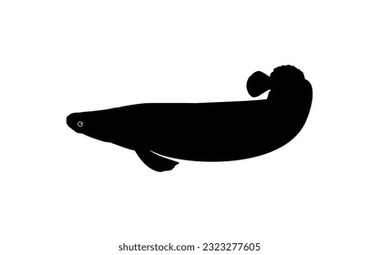 Silhouette of the Fish Arapaima, or pirarucu, or paiche, for Icon, Symbol, Pictogram, Art Illustration, Logo Type, Website or Graphic Design Element. Vector Illustration