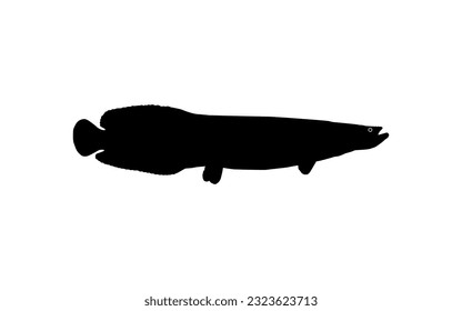 Silhouette of the Fish Arapaima, or pirarucu, or paiche, for Icon, Symbol, Pictogram, Art Illustration, Logo Type, Website or Graphic Design Element. Vector Illustration