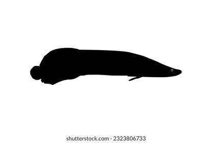 Silhouette of the Fish Arapaima, or pirarucu, or paiche, for Icon, Symbol, Pictogram, Art Illustration, Logo Type, Website or Graphic Design Element. Vector Illustration