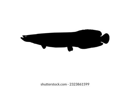 Silhouette of the Fish Arapaima, or pirarucu, or paiche, for Icon, Symbol, Pictogram, Art Illustration, Logo Type, Website or Graphic Design Element. Vector Illustration