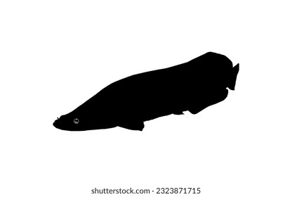 Silhouette of the Fish Arapaima, or pirarucu, or paiche, for Icon, Symbol, Pictogram, Art Illustration, Logo Type, Website or Graphic Design Element. Vector Illustration