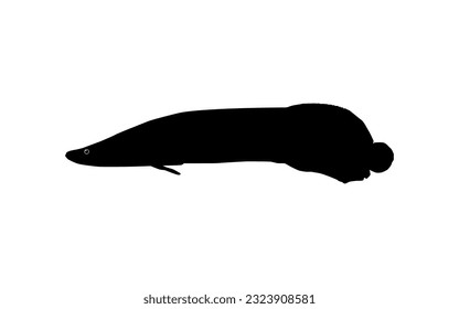 Silhouette of the Fish Arapaima, or pirarucu, or paiche, for Icon, Symbol, Pictogram, Art Illustration, Logo Type, Website or Graphic Design Element. Vector Illustration