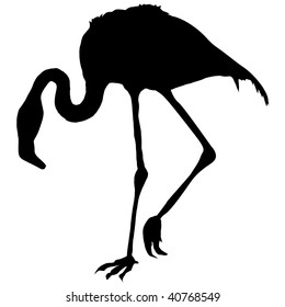 silhouette of flamingo
