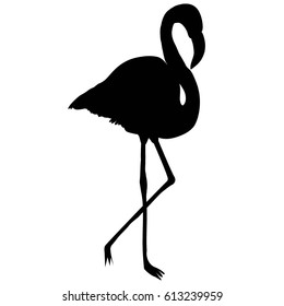 silhouette of Flamingo - vector illustration