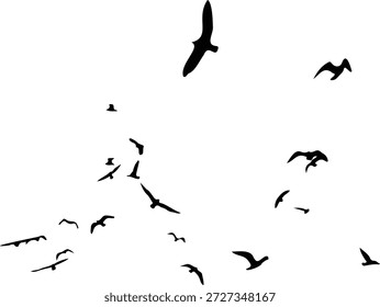 Silueta de una bandada de aves. Aislado sobre fondo blanco. Ilustración vectorial.