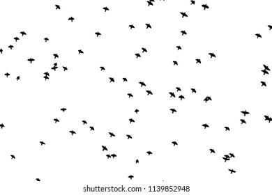 Silhouette of a flock of birds. Vector