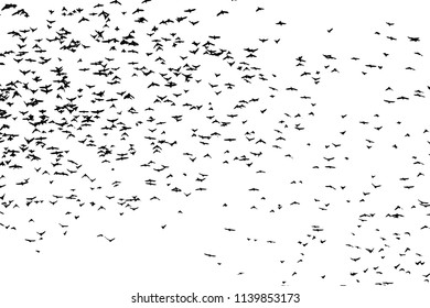 Silhouette of a flock of birds. Vector