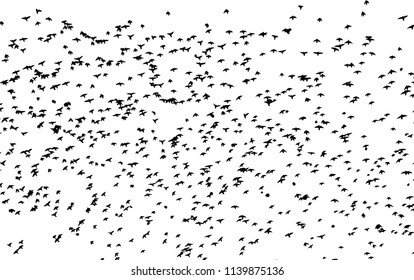 Silhouette of a flock of birds. Vector