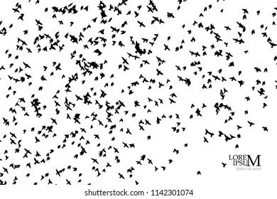 Silhouette of a flock of birds. Vector