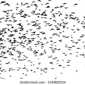 Silhouette of a flock of birds. Vector