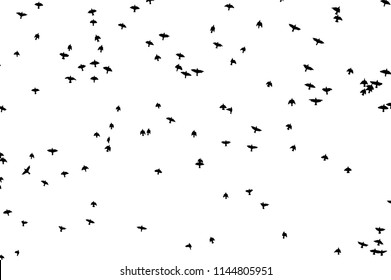 Silhouette of a flock of birds. Vector