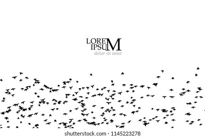 Silhouette of a flock of birds. Vector
