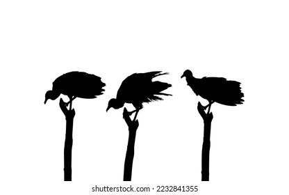 Silhouette of the Flock of the Black Vulture Bird, Based on my Photography as Image Reference, Location in Nickerie, Suriname, South America. Vector Illustration
