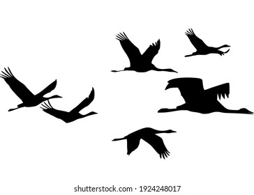 Silhouette of a flock of cranes in flight on a transparent background.