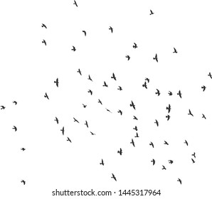 silhouette of a flock of flying birds.