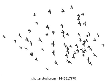 silhouette of a flock of flying birds.