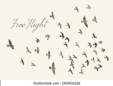 silhouette of a flock of flying birds