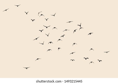 silhouette flock flying birds