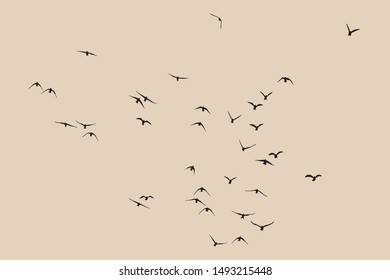 silhouette of a flock of flying birds