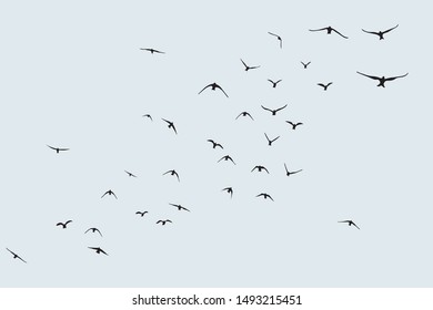 silhouette of a flock of flying birds