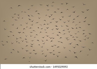 silhouette of a flock of flying birds
