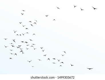 silhouette of a flock of flying birds