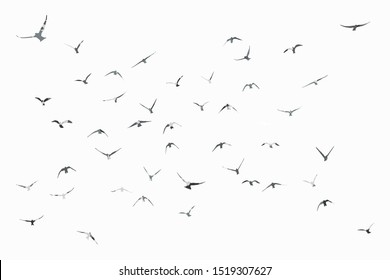 silhouette of a flock of flying birds - Shutterstock ID 1519307627